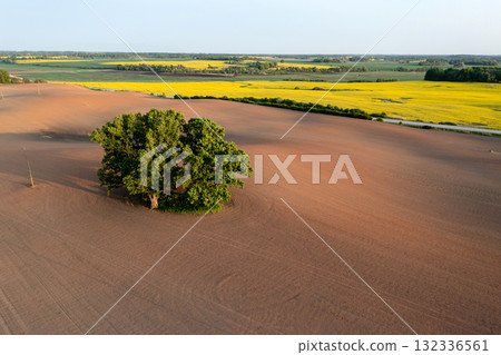 Aerial landscape with a lonely tree mowed cereal in the field of sunny day 132336561