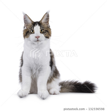 Maine Coon cat kitten on white 132336598