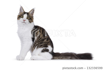 Maine Coon cat kitten on white Maine Coon cat kitten on white 132336599