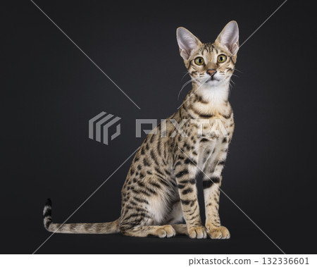 Savannah cat on black Savannah cat on black 132336601