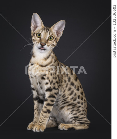 Savannah cat on black 132336602