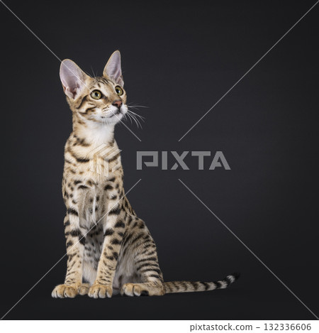 Savannah cat on black 132336606