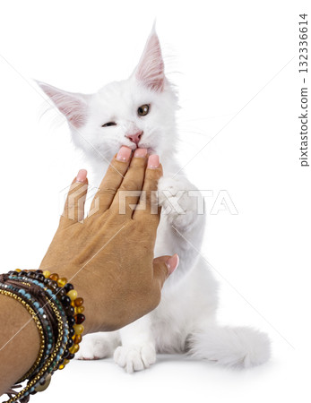 White Maine Coon cat kitten on white White Maine Coon cat kitten on white 132336614
