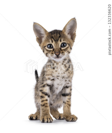 Savannah cat kitten on white background 132336620