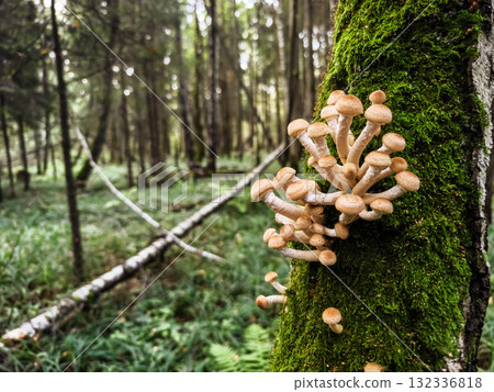 Clusters of mushrooms growing on a mossy tree in a sunlit forest Clusters of mushrooms growing on a mossy tree in a sunlit forest 132336818
