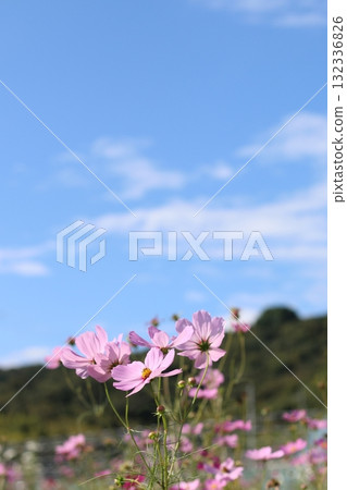 Cosmos Cosmos 132336826