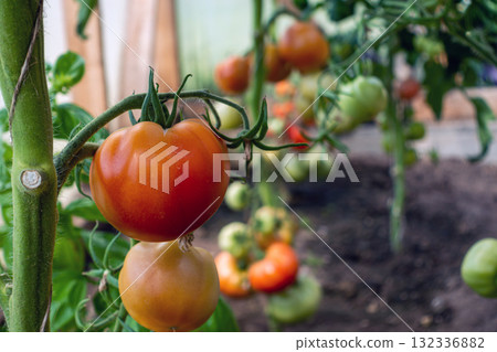 bunch of red tomatoes hanging on tomato plant branch in greenhouse, closeup bunch of red tomatoes hanging on tomato plant branch in greenhouse, closeup 132336882