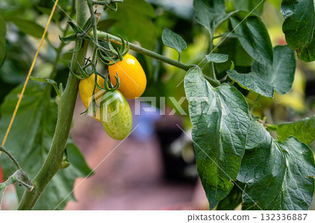 bunches of ripe tomatoes in a greenhouse, tomatoes ripen on a branch in the hothouse, closeup 132336887