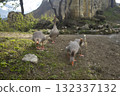 Geese graze on a green grass. A flock of four domestic geese walks together in mountains 132337132