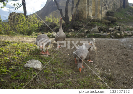 Geese graze on a green grass. A flock of four domestic geese walks together in mountains 132337132