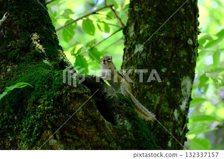 Chipmunk running up a tree 132337157