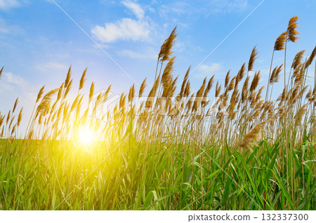 Golden Reeds and Green Grass Against a Bright Blue Sky with Sun Flare Golden Reeds and Green Grass Against a Bright Blue Sky with Sun Flare 132337300