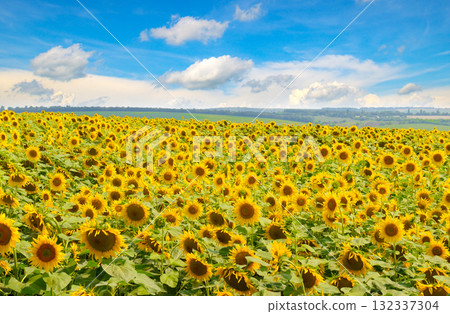 Vibrant Sunflower Field Under a Bright Blue Sky with Clouds 132337304