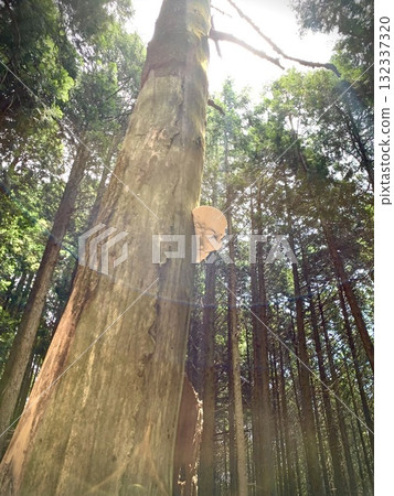 陽光透過樹葉照射在神聖的樹上 132337320