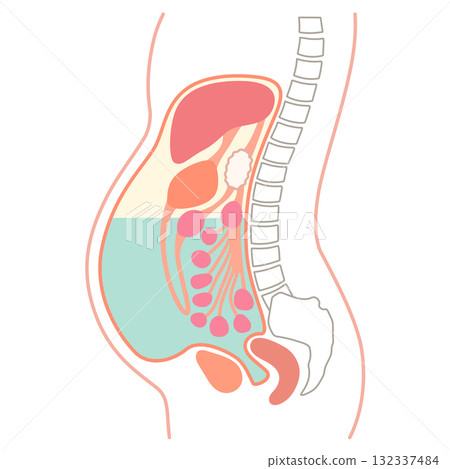 腹部有腹水 腹部有腹水 132337484