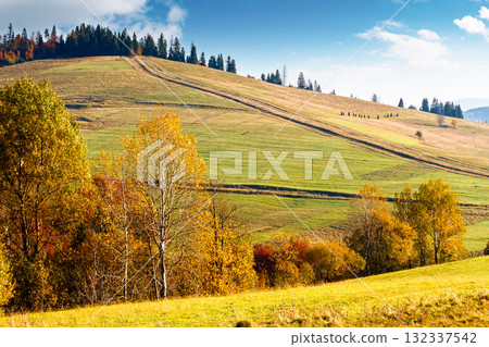 forest on grassy hill in autumn. beautiful rural scenery with rolling pasture. mountainous countryside of transcarpathia. sunny day. warm october weather in carpathians forest on grassy hill in autumn. beautiful rural scenery with rolling pasture. mountainous countryside of transcarpathia. sunny day. warm october weather in carpathians 132337542