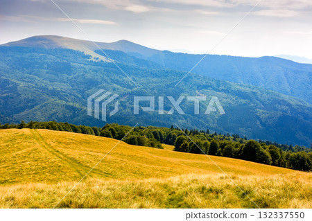 lush alpine meadow in summer. green carpathian mountain landscape under blue sky. beautiful open view in to the distant valley. majestic countryside of ukraine. outdoor adventures in the afternoon lush alpine meadow in summer. green carpathian mountain landscape under blue sky. beautiful open view in to the distant valley. majestic countryside of ukraine. outdoor adventures in the afternoon 132337550