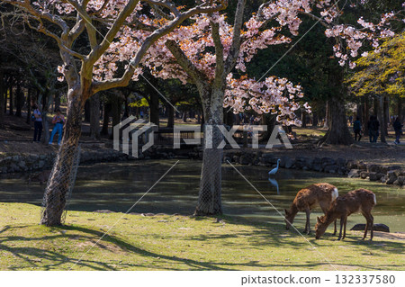 古都奈良的春天:日本百選櫻花勝地、奈良公園、奈良九重櫻花與鹿 古都奈良的春天:日本百選櫻花勝地、奈良公園、奈良九重櫻花與鹿 132337580