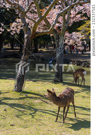 古都奈良的春天：日本百選櫻花勝地、奈良公園、奈良九重櫻花與鹿 132337581