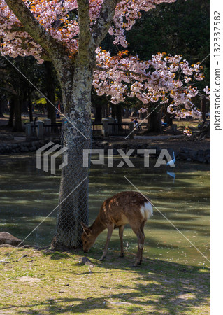 Spring in the ancient capital of Nara: Japan's top 100 cherry blossom spots, Nara Park, Nara Kokonoe cherry blossoms and deer Spring in the ancient capital of Nara: Japan's top 100 cherry blossom spots, Nara Park, Nara Kokonoe cherry blossoms and deer 132337582