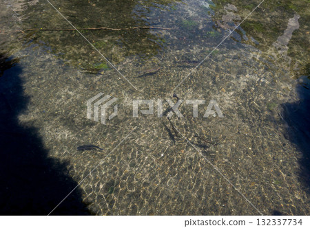 decorative pond with fish 132337734