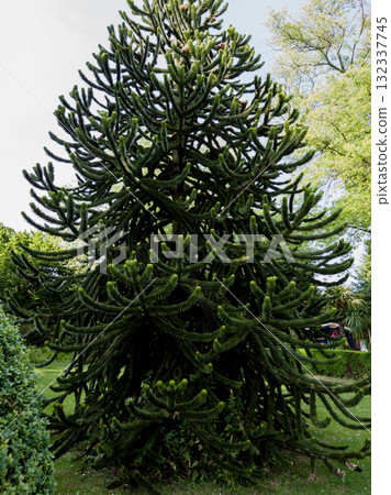 Monkey puzzle tree Monkey puzzle tree 132337745