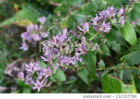 Toad Lily Toad Lily 132337784
