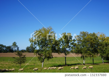 Sheep grazing peacefully 132337880