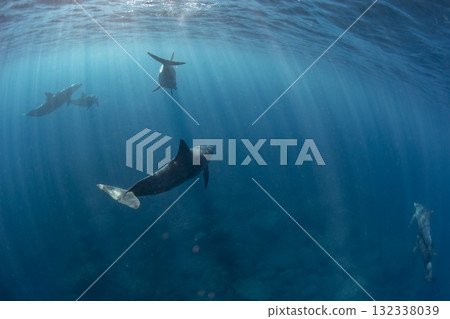 一群寬吻海豚在海面上游泳 一群寬吻海豚在海面上游泳 132338039