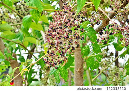 芋頭成熟期（秋季，十月） 132338510