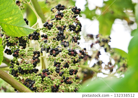 芋頭成熟期（秋季，十月） 132338512