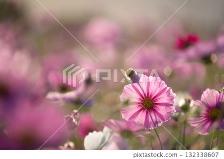 Pink cosmos shining in the soft evening light 132338607