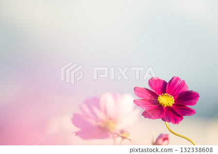 Romantic colors of autumn chrysanthemums and beautiful white space 132338608