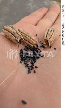 A closeup view of a hand gently holding various seeds and pods, capturing their essence A closeup view of a hand gently holding various seeds and pods, capturing their essence 132338783