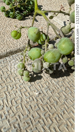 Signs of grape diseases at an early stage of development 132338797