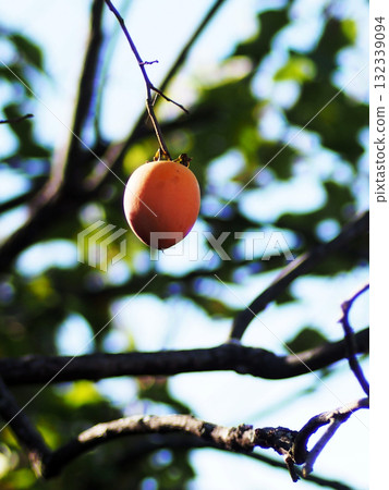 掛在樹枝末端的柿子(在陽光下成熟的單一柿子) 掛在樹枝末端的柿子(在陽光下成熟的單一柿子) 132339094
