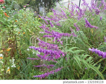 Amethyst sage in full bloom at Kojima Flower Garden 132339119