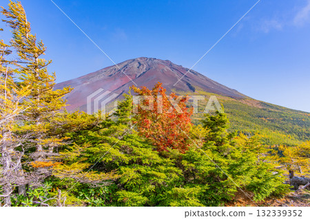 [Yamanashi Prefecture] Mt. Fuji Subaru Line Okuniwa - Autumn leaves starting to fall in the Okuniwa evening view 132339352