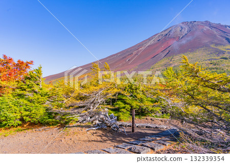 [Yamanashi Prefecture] Mt. Fuji Subaru Line Okuniwa - Autumn leaves starting to fall in the Okuniwa evening view 132339354