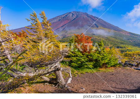 [Yamanashi Prefecture] Mt. Fuji Subaru Line Okuniwa - Autumn leaves starting to fall in the Okuniwa evening view 132339361
