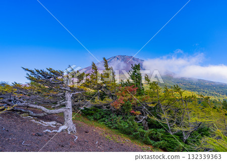 [Yamanashi Prefecture] Mt. Fuji Subaru Line Okuniwa - Autumn leaves starting to fall in the Okuniwa evening view 132339363