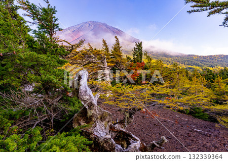 [Yamanashi Prefecture] Mt. Fuji Subaru Line Okuniwa - Autumn leaves starting to fall in the Okuniwa evening view 132339364