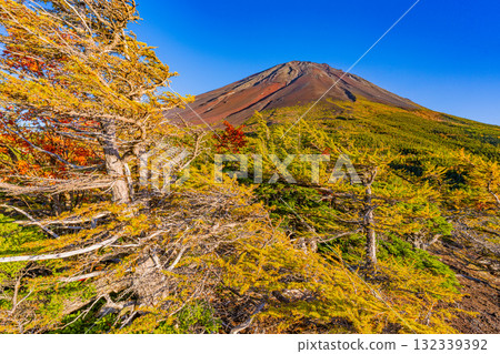 [Yamanashi Prefecture] Mt. Fuji Subaru Line Okuniwa - Autumn leaves starting to fall in the Okuniwa evening view 132339392