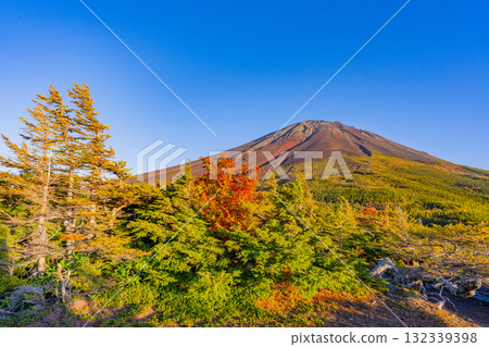 [Yamanashi Prefecture] Mt. Fuji Subaru Line Okuniwa - Autumn leaves starting to fall in the Okuniwa evening view 132339398