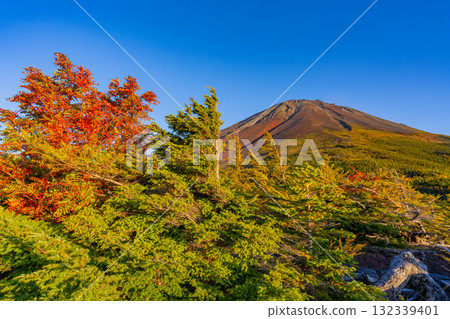 [Yamanashi Prefecture] Mt. Fuji Subaru Line Okuniwa - Autumn leaves starting to fall in the Okuniwa evening view 132339401