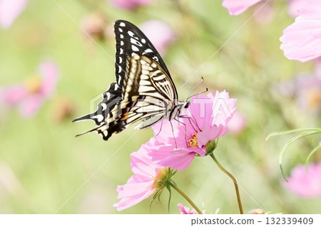 燕尾蝴蝶吮吸宇宙花蜜 燕尾蝴蝶吮吸宇宙花蜜 132339409