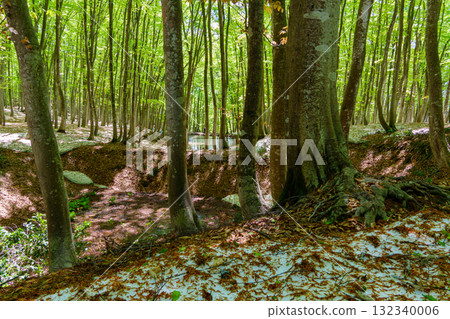 250430 十日町市 松野山美人林林 132340006
