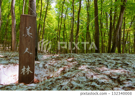 250430 十日町市 松野山美人林林 132340008