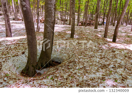 250430 十日町市 松野山美人林林 132340009
