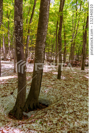 250430 十日町市 松野山美人林林 250430 十日町市 松野山美人林林 132340010